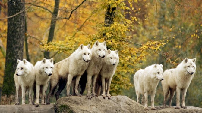 White wolf pack