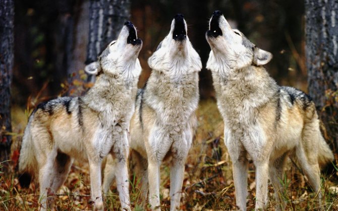 Witte wolf pack
