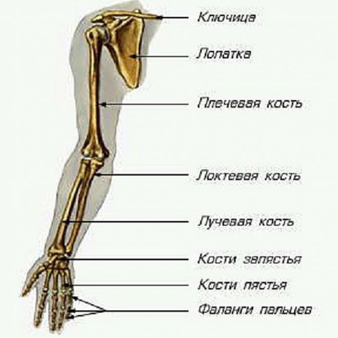 La struttura ossea della mano