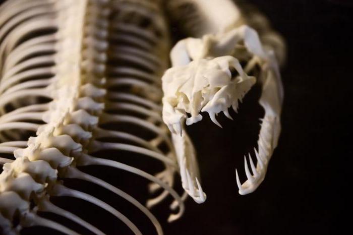 structura scheletului șarpelui