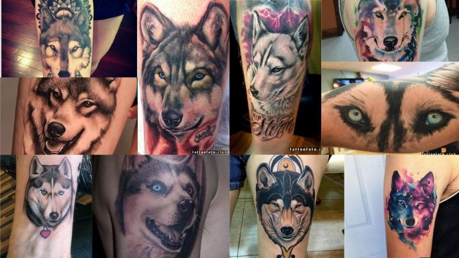 Husky tatuointi
