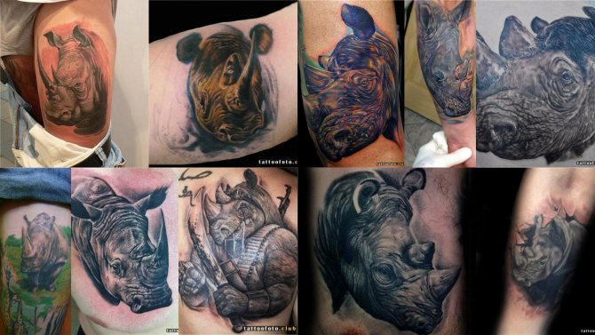 Tetovanie fotografií nosorožcov