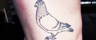 Tetovanie holubice