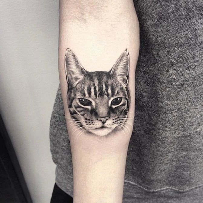 Realisme kat tatovering på underarm