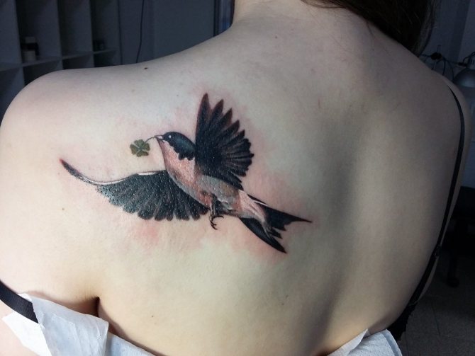 Tattoo Zwaluw op het schouderblad