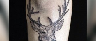 Cervo tatuato
