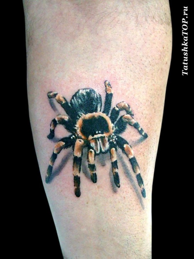 tatuiruotės realizmas voras ant blauzdos