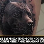 tatuaj pit bull semnificație