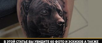 pit bull τατουάζ έννοια