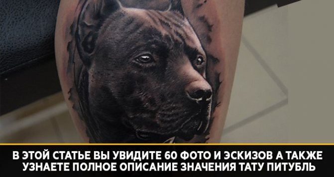 τατουάζ pit bull έννοια