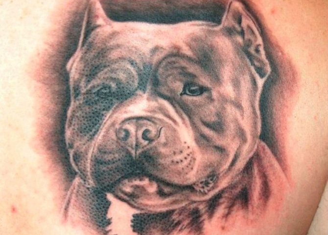 Tatuaggio pitbull