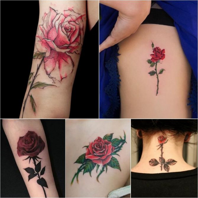 Tattoo Rose - Significado Tattoo Rose - Tattoo Rose com Espigões - Tattoo Rose com Espigões Significado