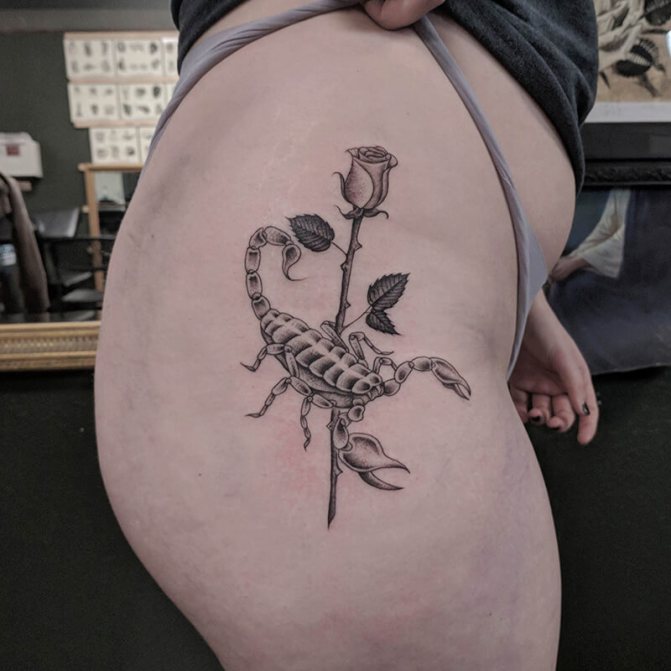 tatuiruotė skorpionas - tatuiruotė skorpionas ir rožė - tatuiruotė rožė ir skorpionas