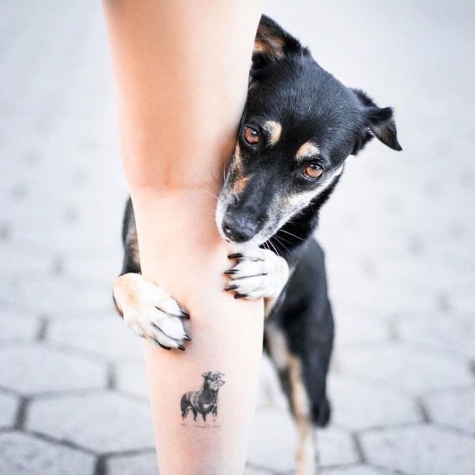 cane tatuaggio