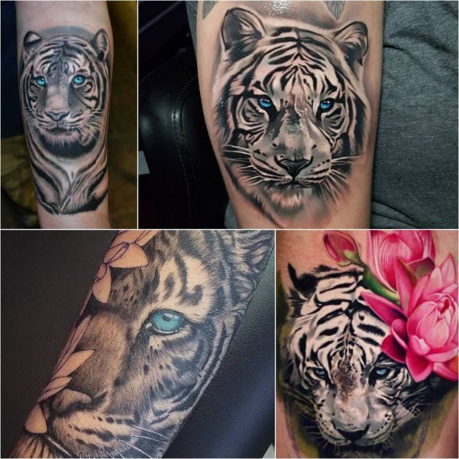 Tetoválás tigris - tetoválás fehér tigris - tetoválás fehér tigris
