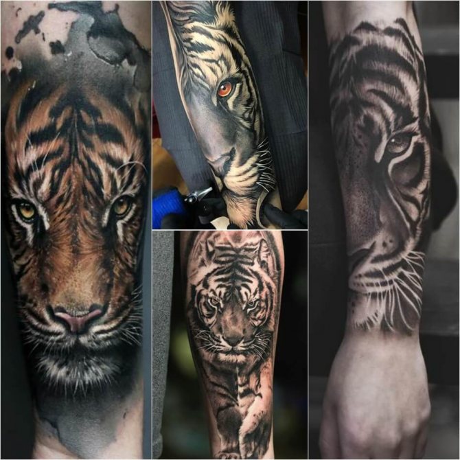 Татуировка Tiger - Татуировка на предмишницата на тигъра - Татуировка на предмишницата на тигъра