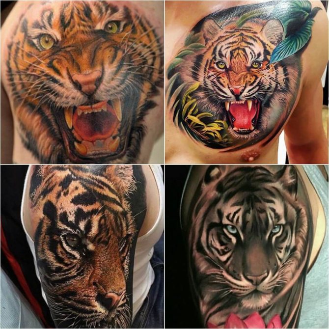 Tattoo tiger - Tattoo tiger realisme - tiger realisme tatovering
