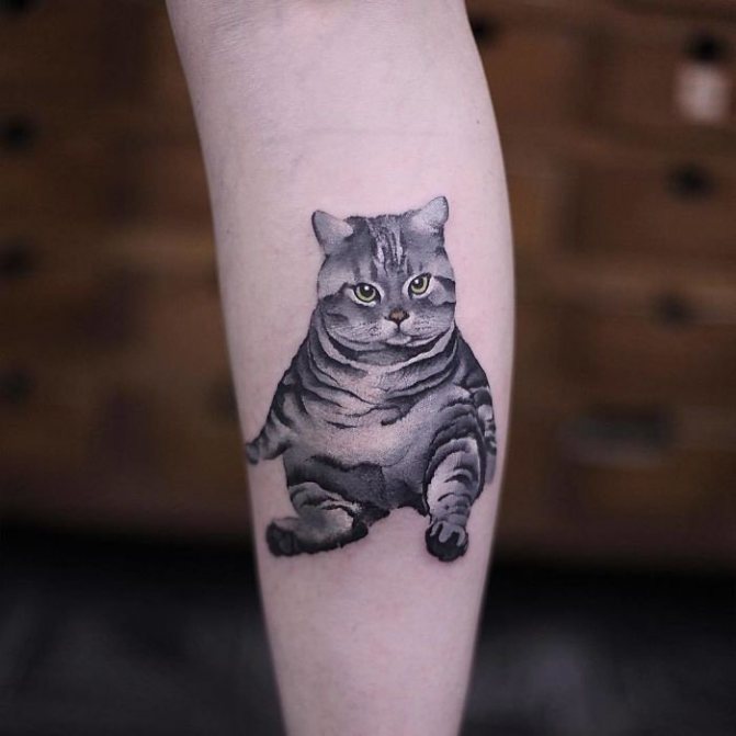 lihava kissa tatuointi sääressä