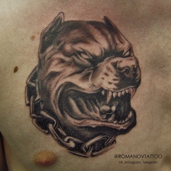 επιθετικό τατουάζ pit bull στο στήθος