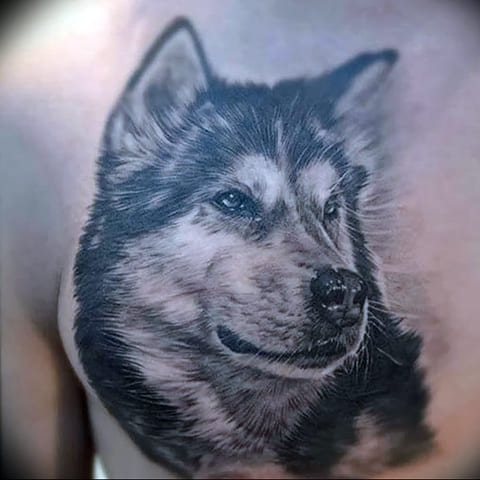 Husky tatuointi selässä