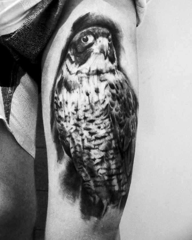 Maschio tatuaggio falco coscia