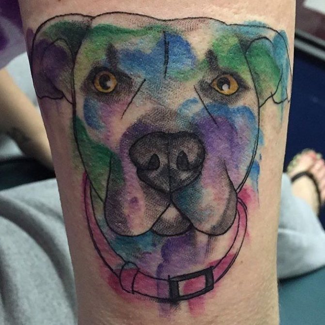 tatuaggio pitbull ad acquerello sul braccio