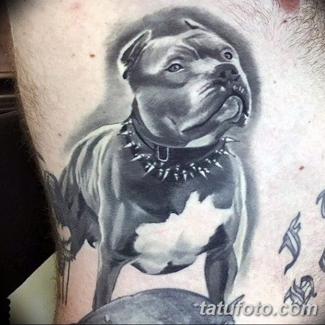 μαύρο τατουάζ ρεαλισμού pit bull στο στήθος