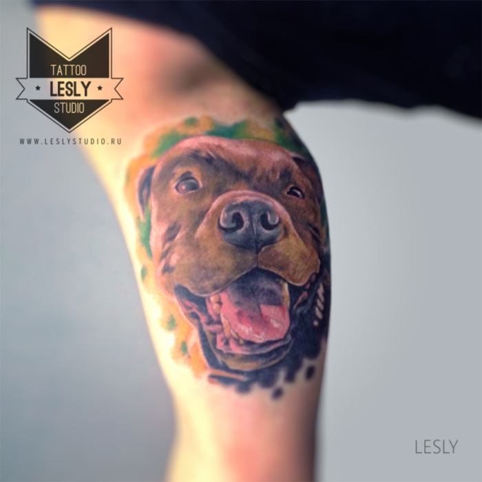 tatuagem colorida do realismo do pit bull no bíceps