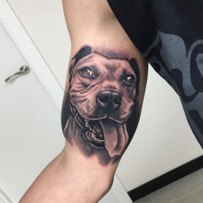 tatuagem de realismo de pit bull no bíceps