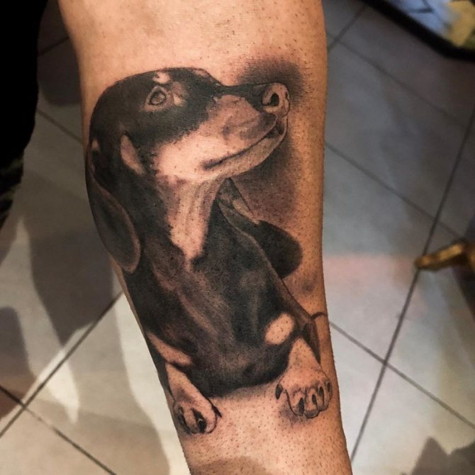 gravhund tatovering