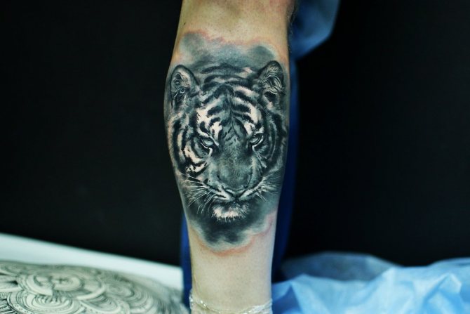 tigro tatuiruotė