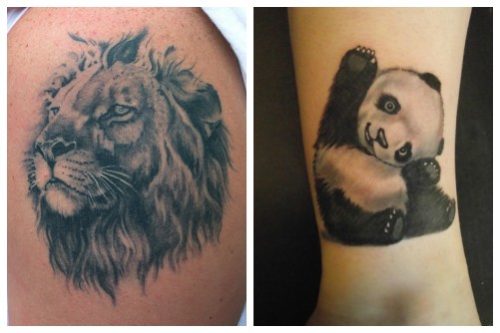 Un leu maiestuos și un panda blând