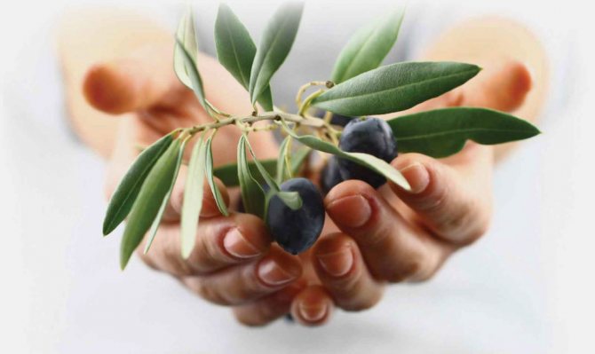 símbolo do ramo de oliveira