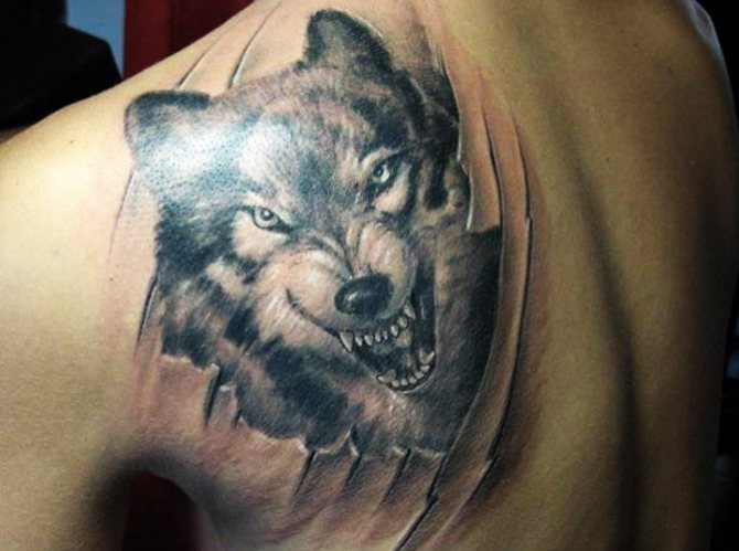 Vilko šypsenos tatuiruotė. Nuotrauka, reiškia ant peties, dilbio, nugaros, rankos