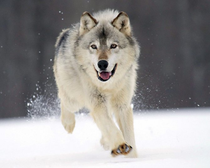 Vlk beží