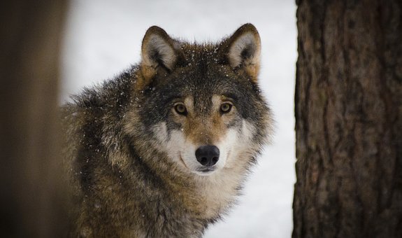 狼，捕食者，野生动物，冬季