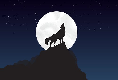 Farkas, Álló, Sétáló, Hold, Éjszaka