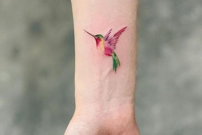Ryškus kolibris