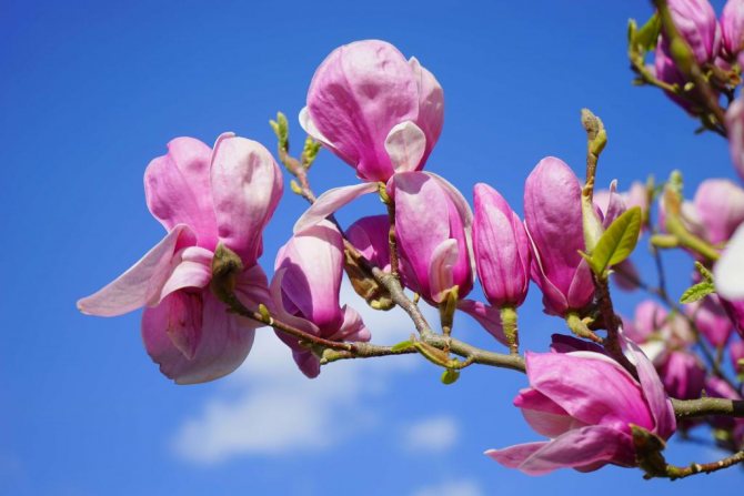 Flori strălucitoare de magnolie