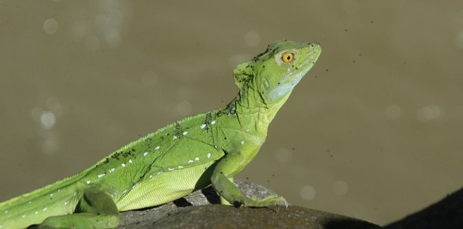 绿蜥蜴