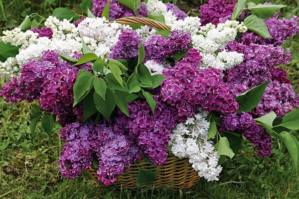 Ordina un cesto di lillà con mazzi bianchi e viola dal negozio di fiori - la tua amata si scioglierà dall'emozione.