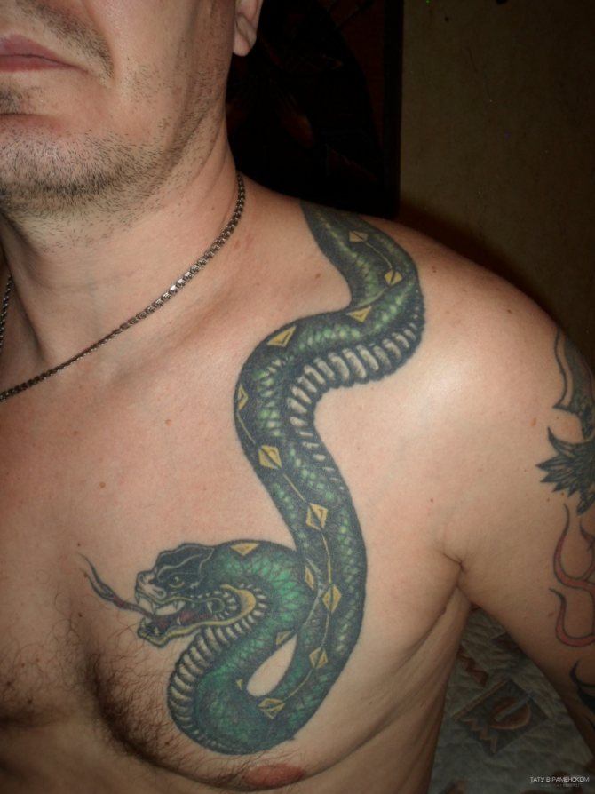 Uma cobra verde no seu ombro