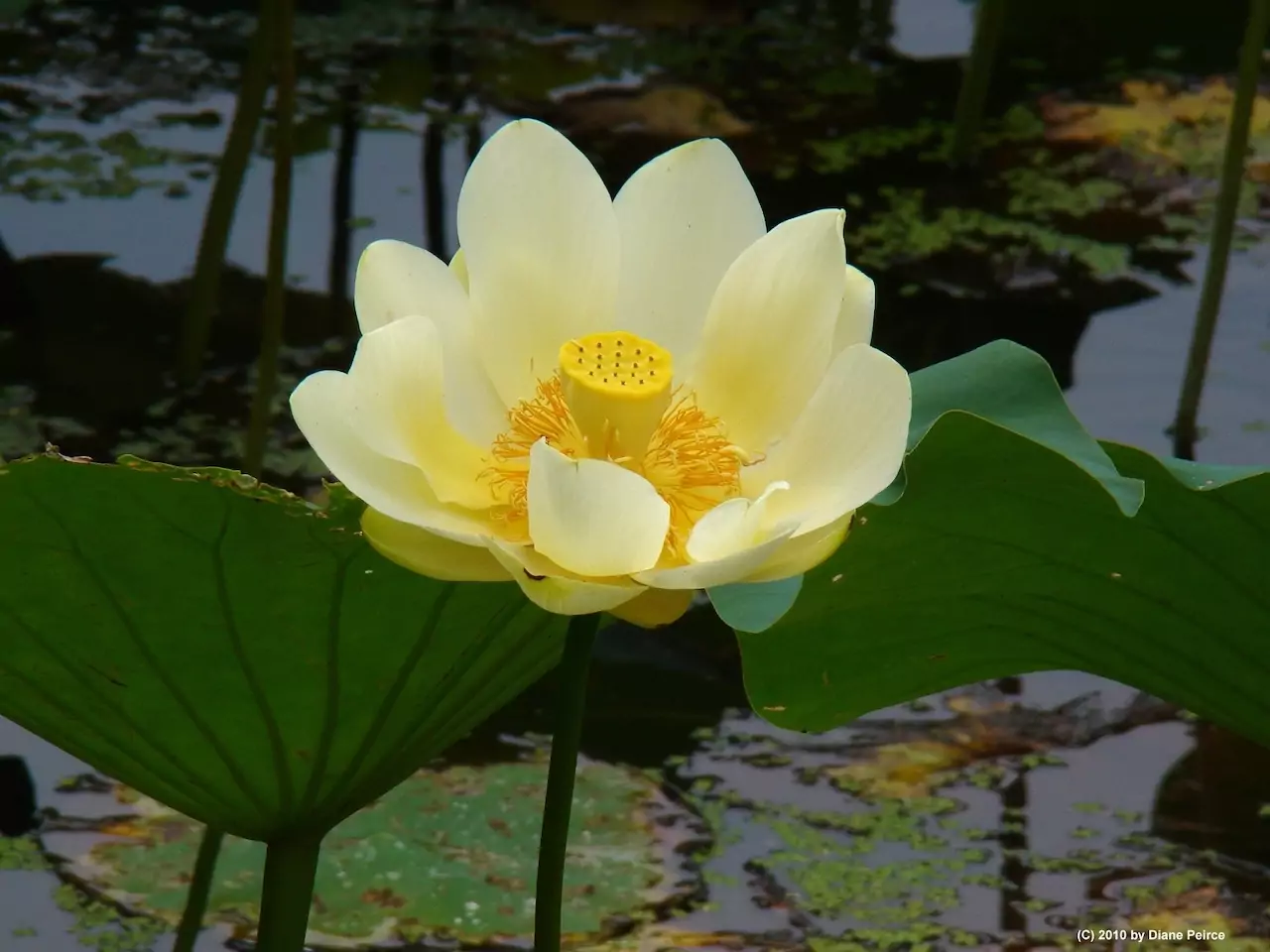 Gele Lotus