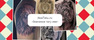 Az oroszlán tetoválás jelentése.