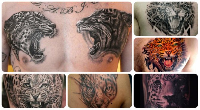 Jaguar tattoo betekenis en foto voorbeelden met mooie 1024x563.jpg